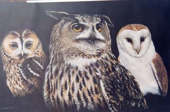 3 Owls
